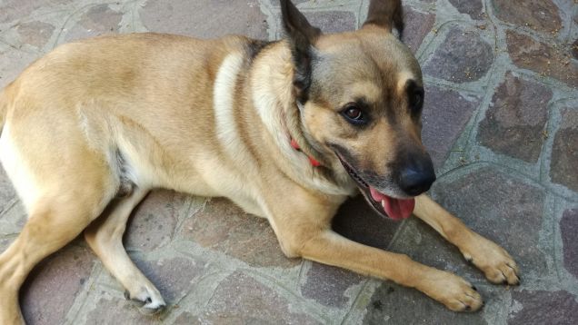 I cani hanno un cuore puro6