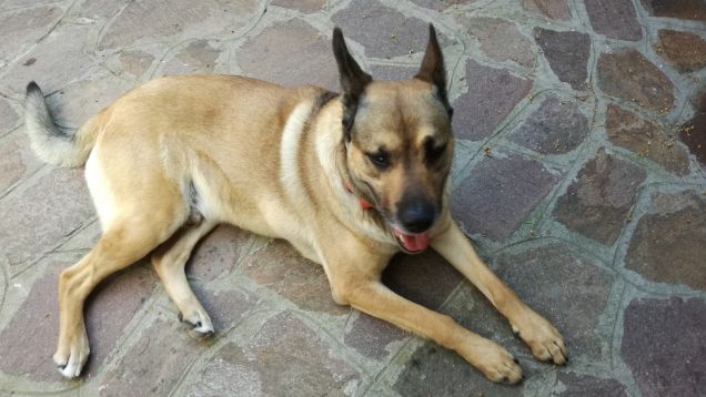 I cani hanno un cuore puro8