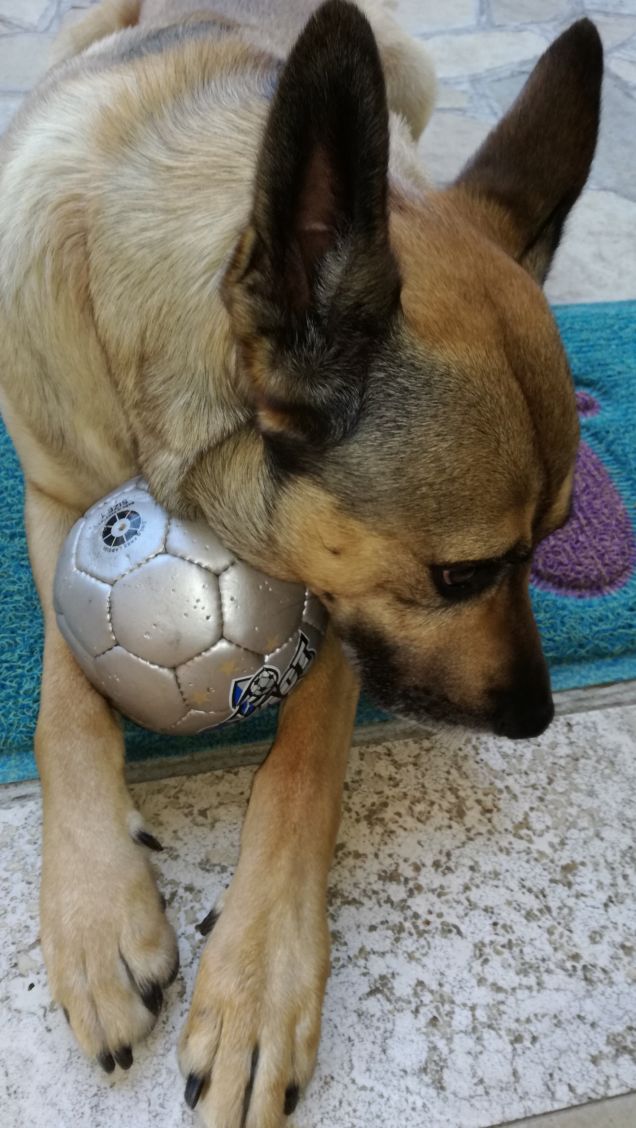 La mia palla grigia.