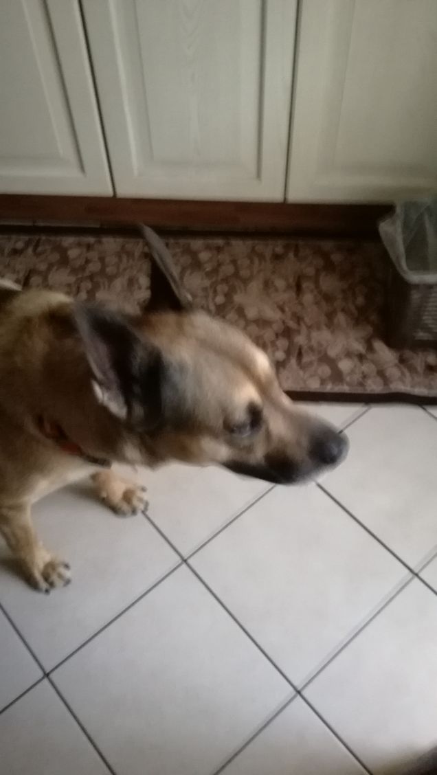 Prima di andare a passeggio2