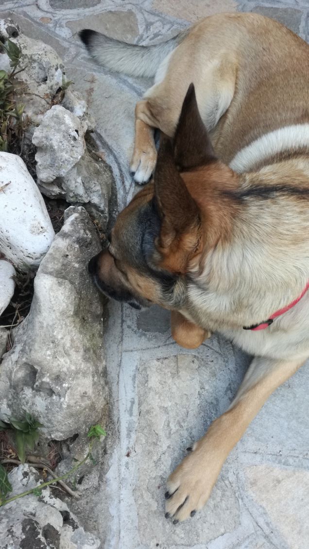  A te solo debbo che il mio cuore non sia inaridito4