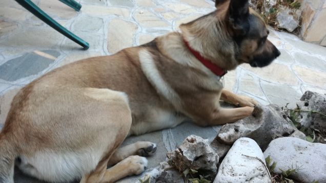  A te solo debbo che il mio cuore non sia inaridito7