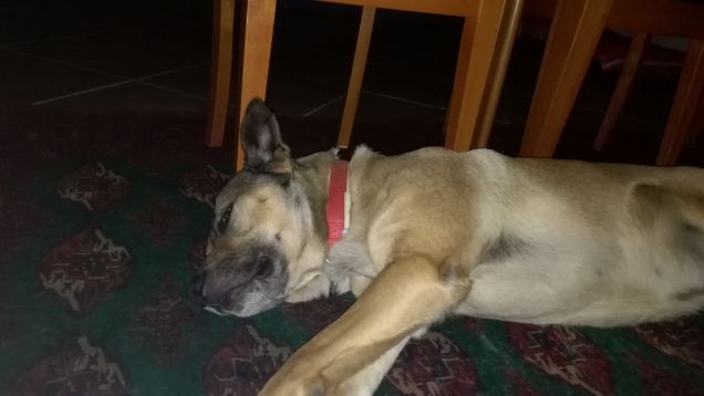 Non si può dormire in pace...servono foto2