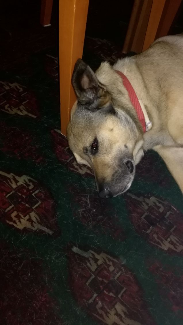 Non si può dormire in pace...servono foto4