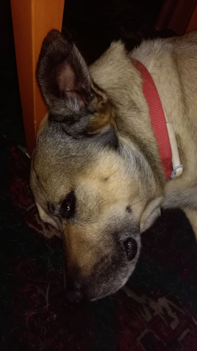 Non si può dormire in pace...servono foto6