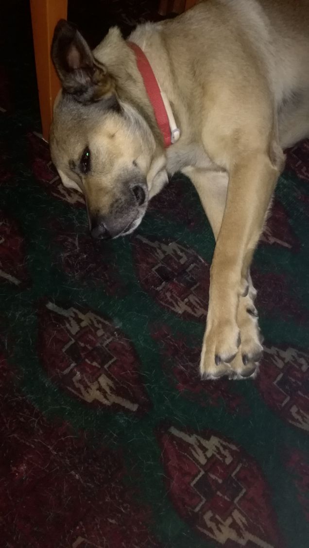 Non si può dormire in pace...servono foto8