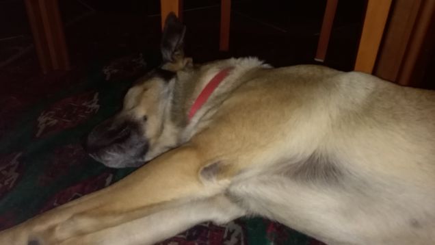 Non si può dormire in pace...servono foto10