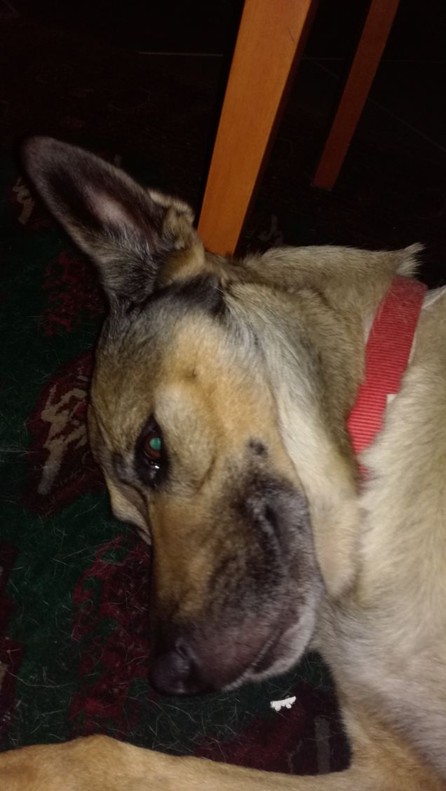 Non si può dormire in pace...servono foto11