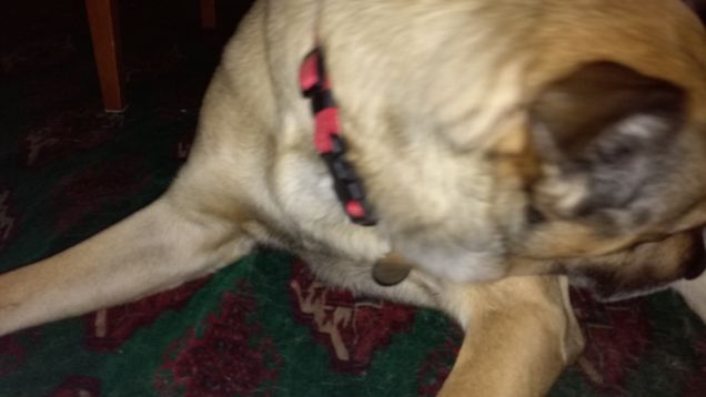 Non si può dormire in pace...servono foto15