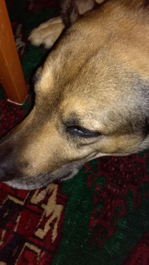 Non si può dormire in pace...servono foto16