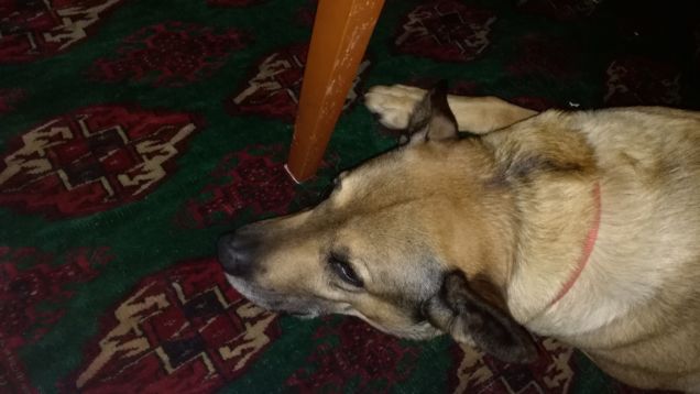 Non si può dormire in pace...servono foto18