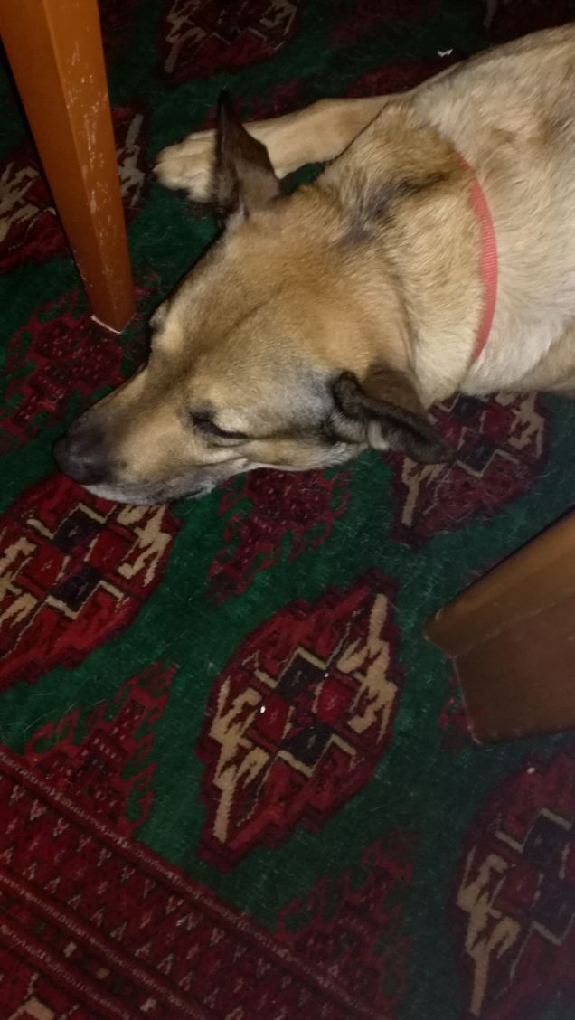 Non si può dormire in pace...servono foto19