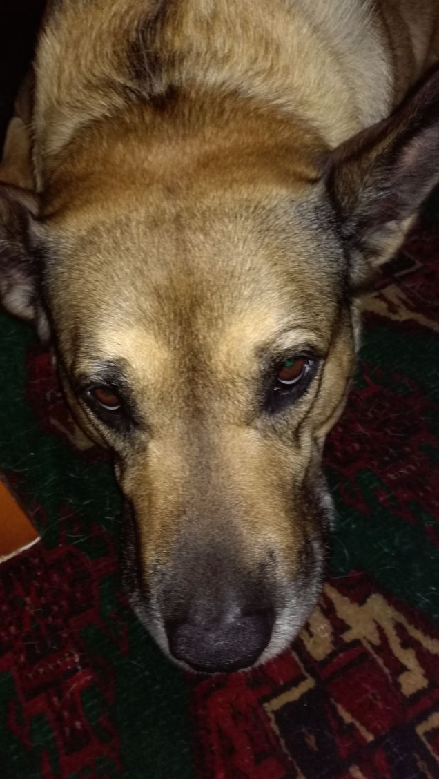 Non si può dormire in pace...servono foto20