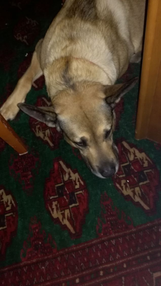 Non si può dormire in pace...servono foto21