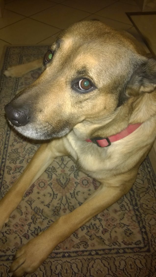 Il ritorno del guerriero.