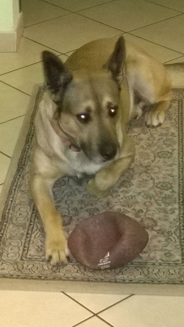 Quello che rimane di una palla da rugby.