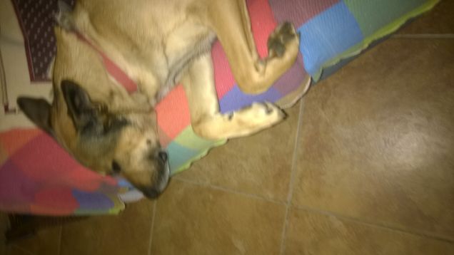 Sonnellino pomeridiano.