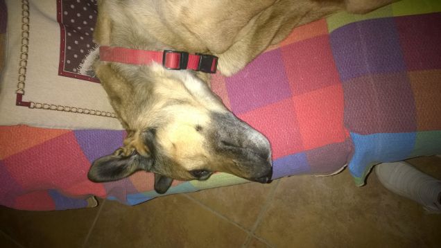 la pennichella prosegue.