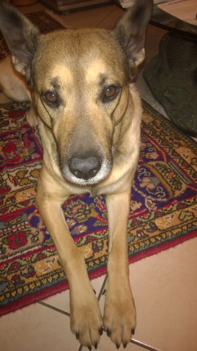 La posizione del saggio.