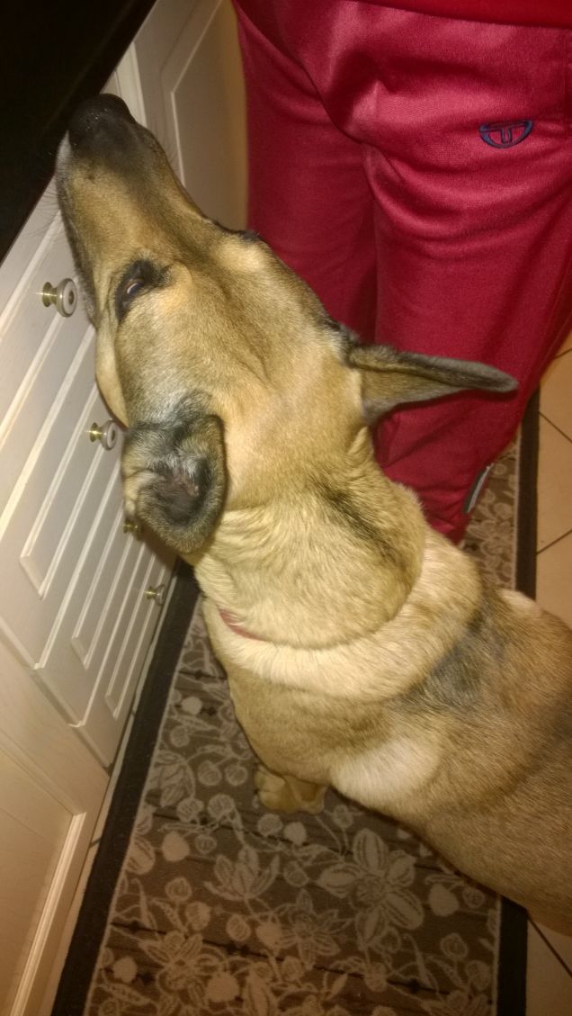 Dov'è la mia pappa.