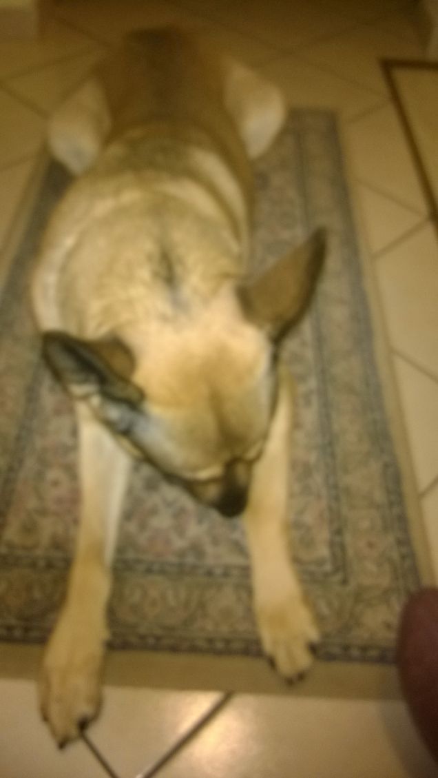 Mi fa male la zampetta.