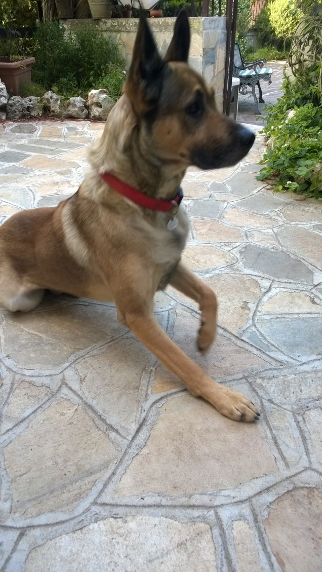 Posizione del cavallo.