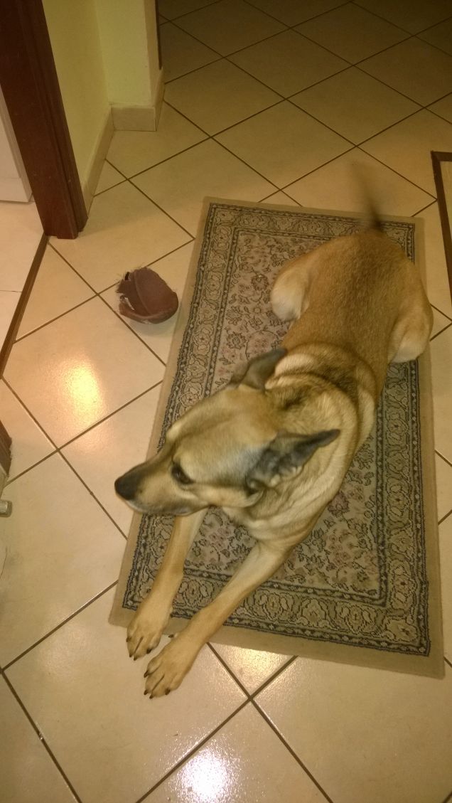 Ho distrutto il pallone da rugby.