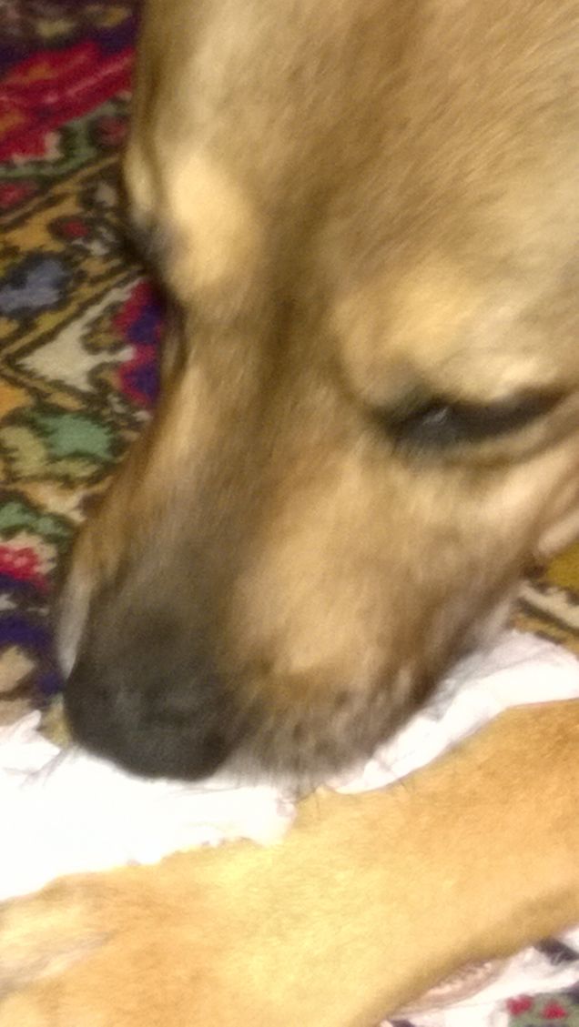 Un gioco bellissimo.