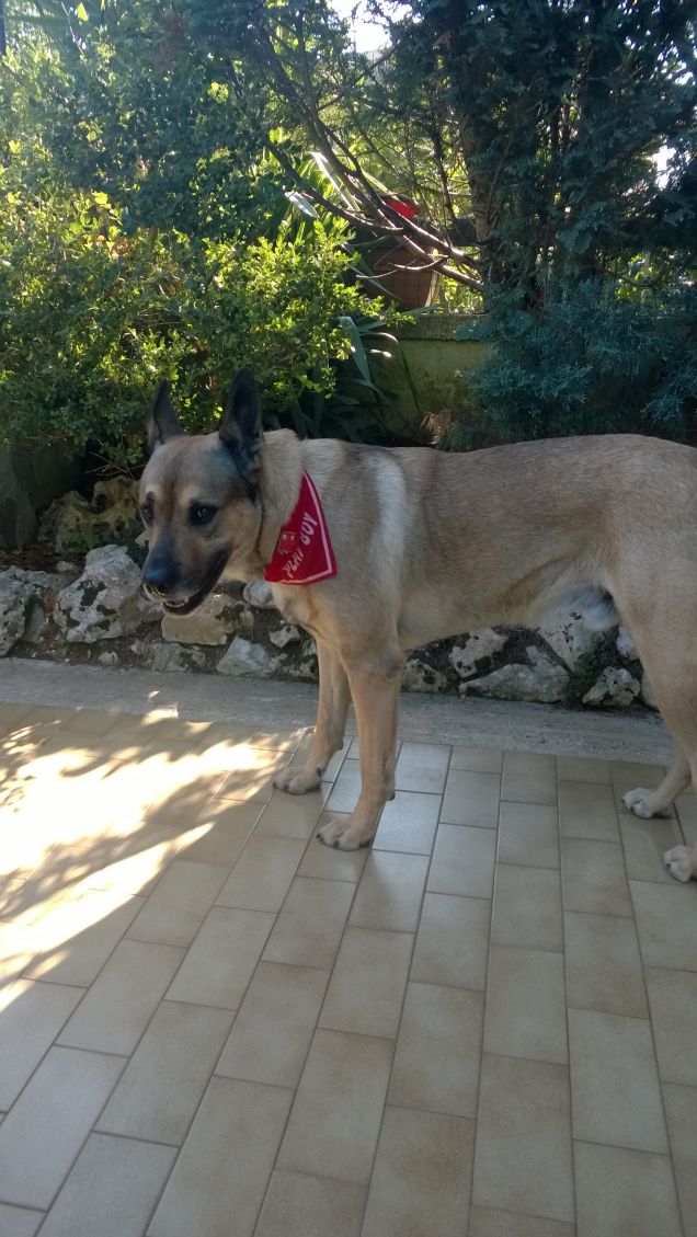 Artù con la bandana.