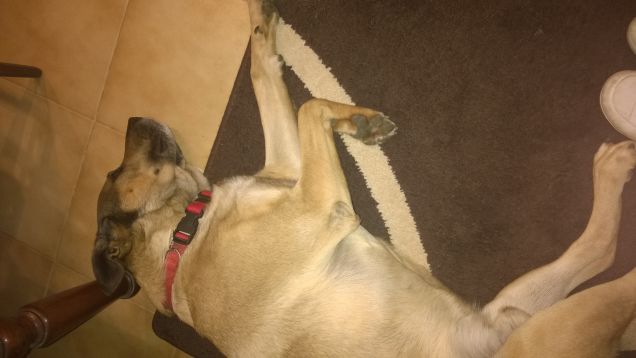 Fare il cane stanca.