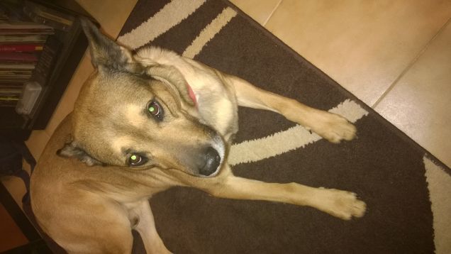 Sul mio bel tappetone.