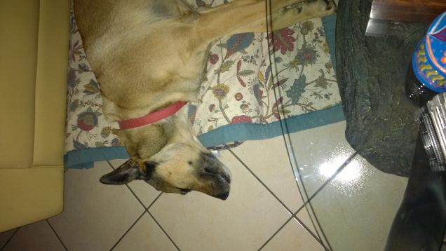 La vita è meravigliosa.18