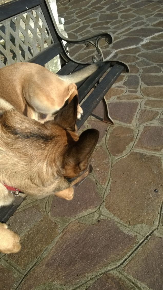 Ognuna diversa dall'altra.4