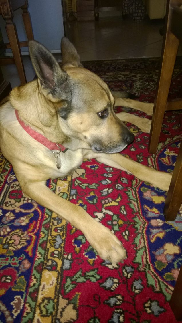 Le comodità della vita.5