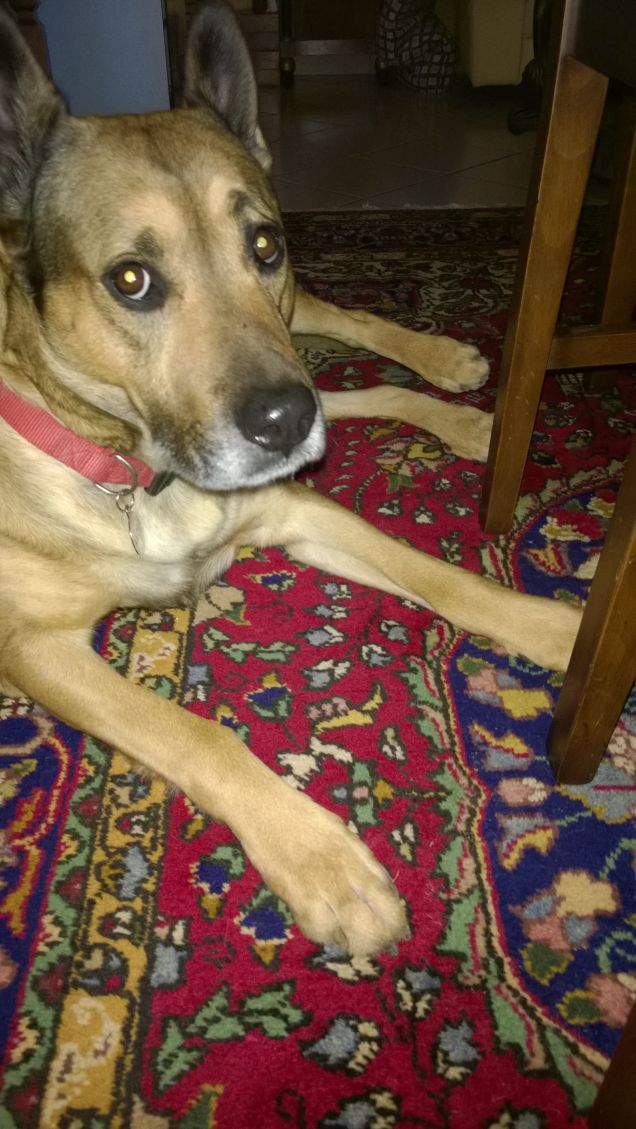 Le comodità della vita.6