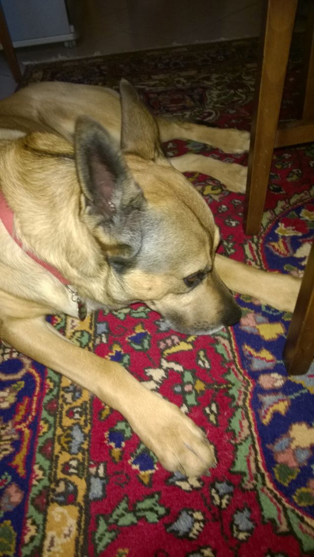 Le comodità della vita.8