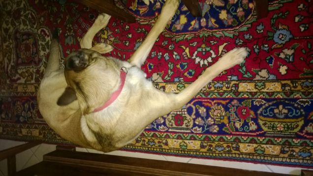 Le comodità della vita.9