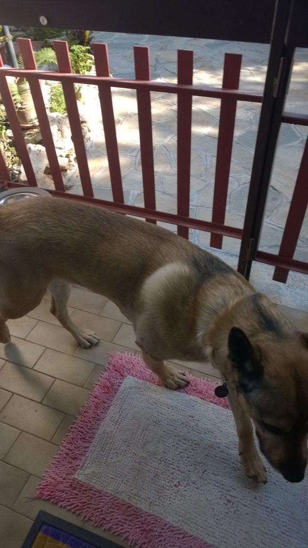 Le comodità della vita.11