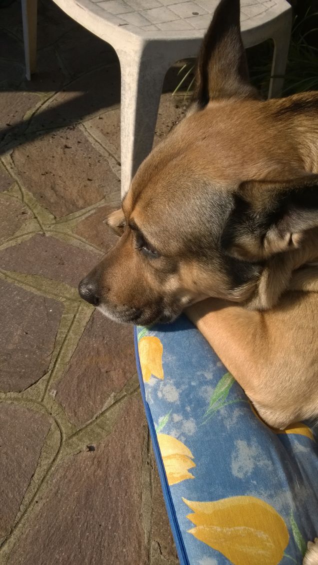 Le comodità della vita.16