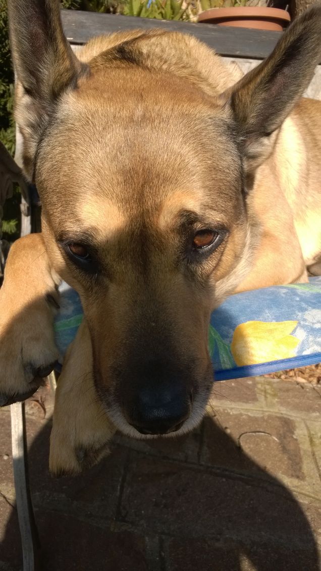 Le comodità della vita.18