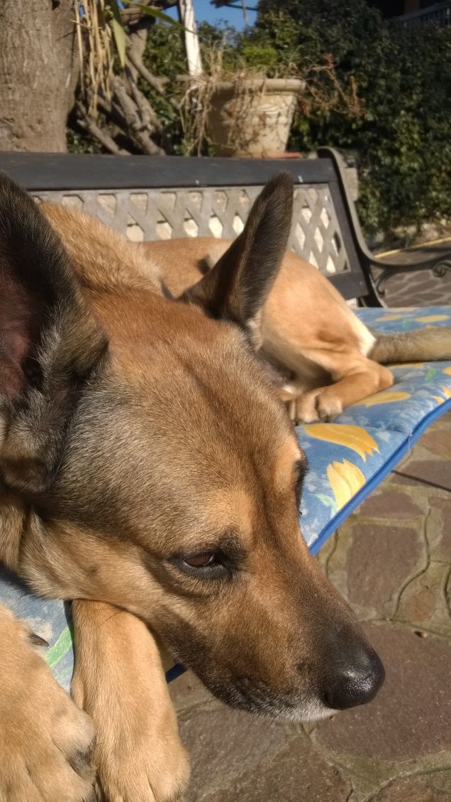 Le comodità della vita.19