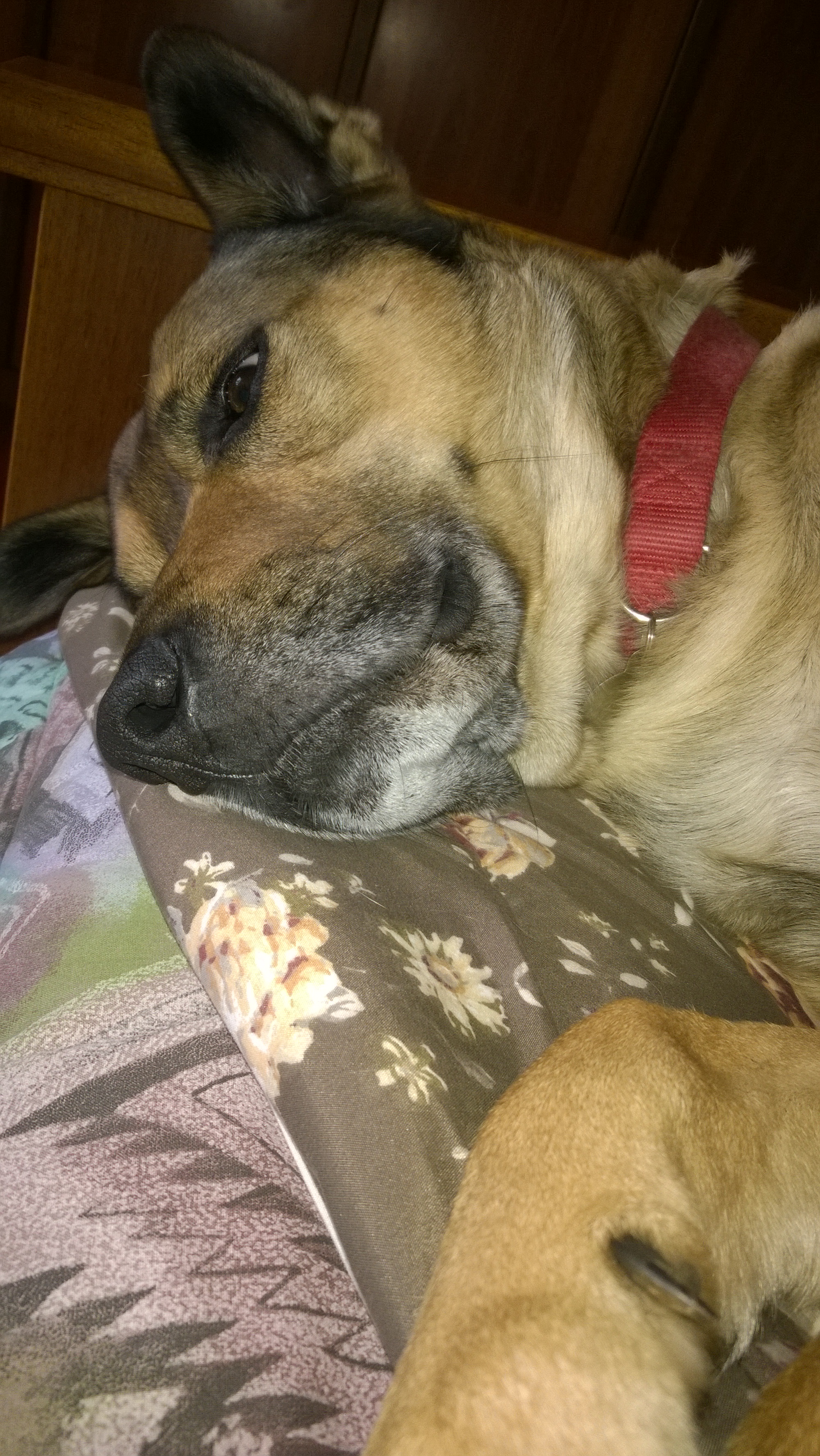 il dormiglione 10 Petpassion