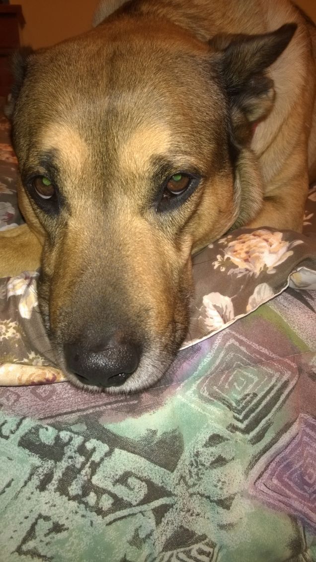 Il mio cane dormiglione