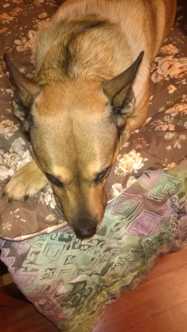 Il mio cane dormiglione1