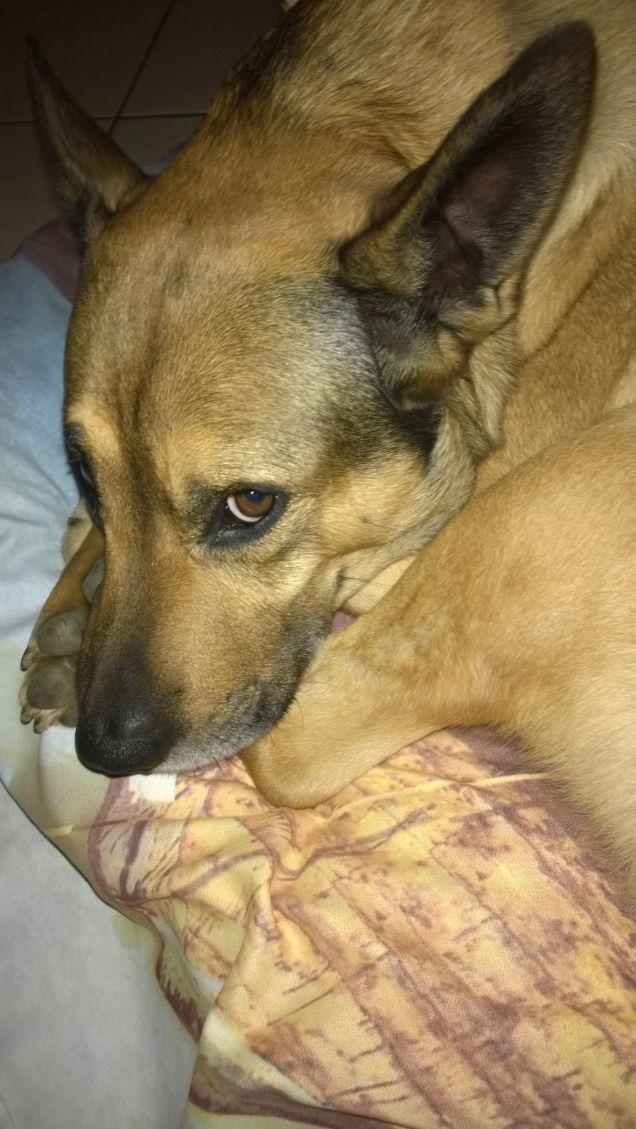 Il mio cane dormiglione2