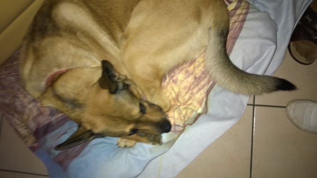 Il mio cane dormiglione3