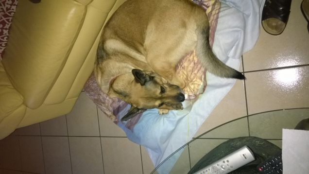 Il mio cane dormiglione4