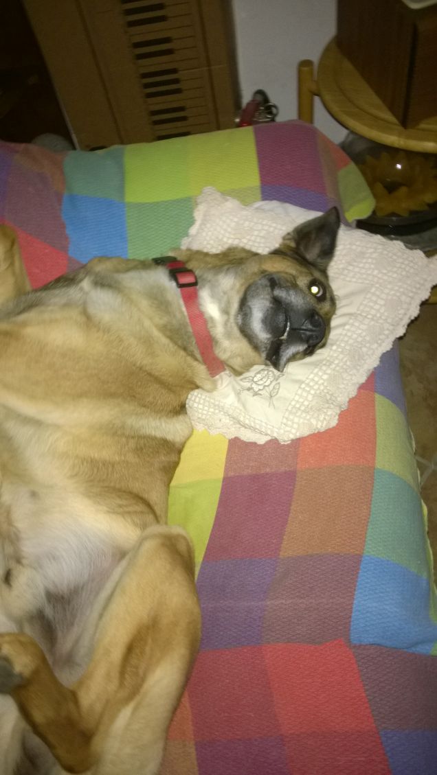 Continuando a dormire