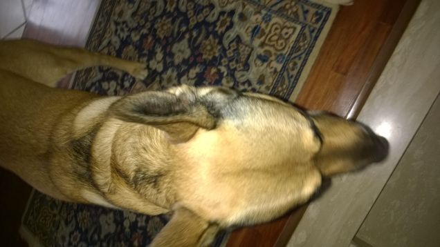 Bello fresco e riposato8