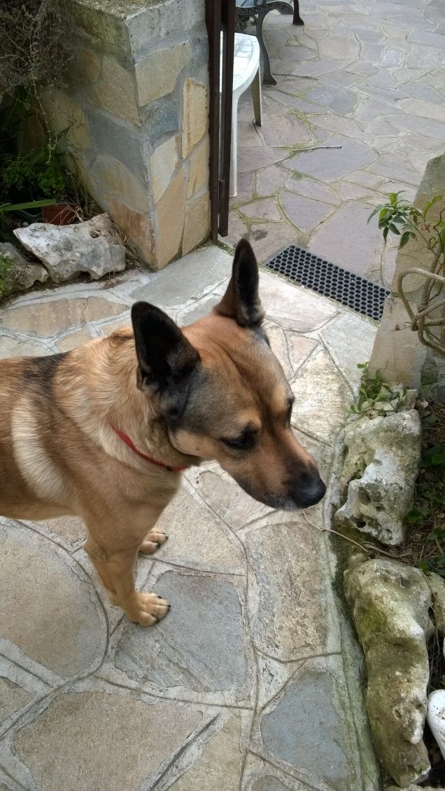 Tran tran giornaliero.